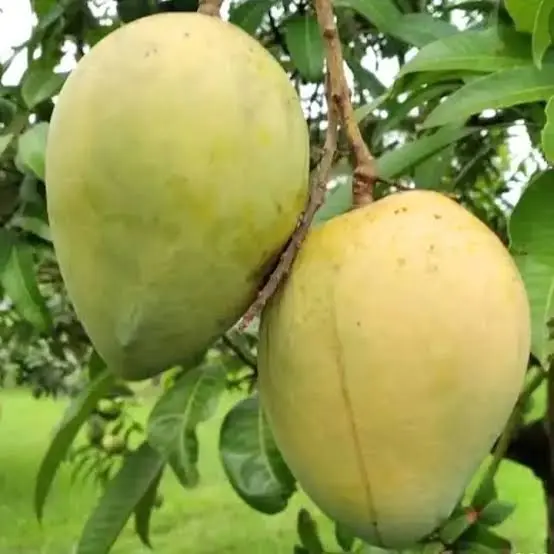 হারিভাঙ্গা আম